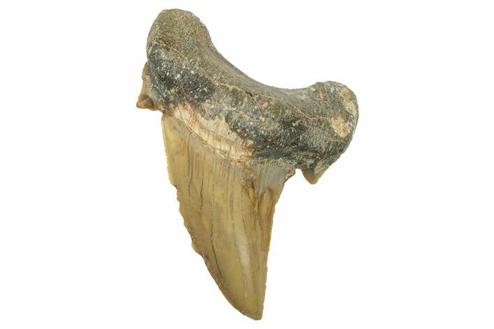 Fossil Shark Tooth (Otodus) - Morocco #259912